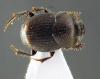 Onthophagus sp.